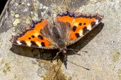 Tortoiseshell