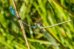 Damselflies