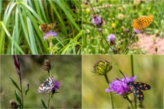 Butterflies of the Chablais Alps