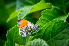 Orange Tip
