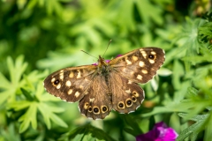 Speckled Wood