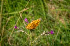 Dark Green Fritillary