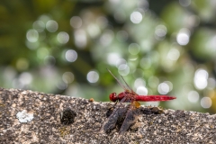 Scarlet Dragonfly, Lake Guichard
