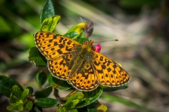 Fritillary, Swiss Alps