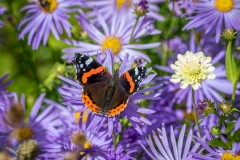 Red Admiral