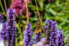 Comma