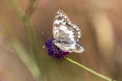 Marbled White butterfly