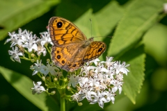 Wall Brown butterfly