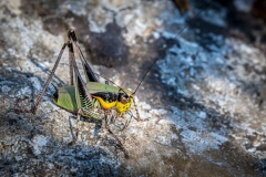 Grasshopper