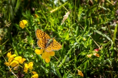 Fritillary butterfly