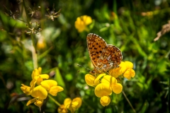 Fritillary butterfly