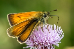 Small Skipper