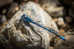 Damselfly