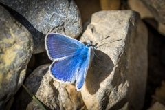 Common blue butterfly