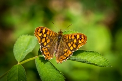 Speckled Wood butterfly