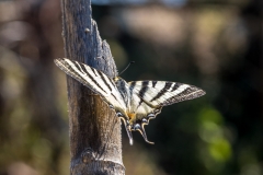 Swallowtail butterfly