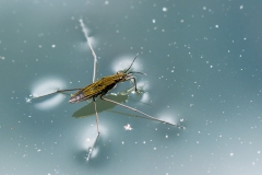 Pond Skater