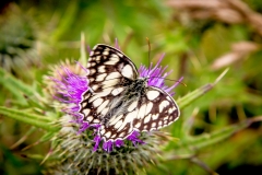 Marbled White butterfly