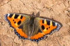 Tortoiseshell butterfly