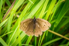 Ringlet Butterfly