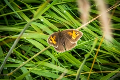 Meadow Brown butterfly