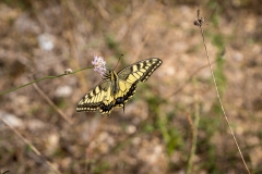 Swallowtail, South of France