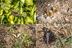 Butterflies in the South of France
