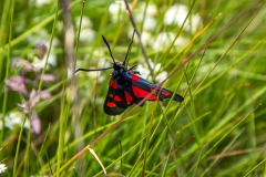 Six Spot Burnet
