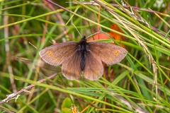 Mountain Ringlet butterfly