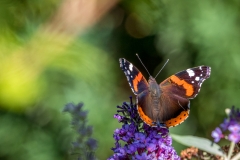 Red Admiral