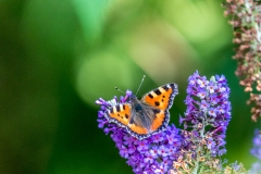 Tortoiseshell