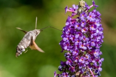 Hummingbird Hawk Moth