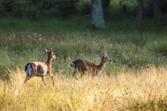 Fallow Deer, Beaulieu Fallow Deer, Beaulieu