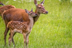 Red Deer in Bannerdale Red Deer in Bannerdale