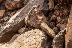 Lizard on La Gomera