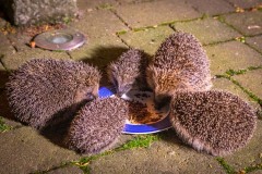 array or prickle of hedgehogs array or prickle of hedgehogs