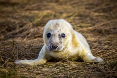 Seal pup at Donna Nook
