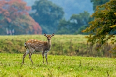 Fallow Deer at Studley Royal