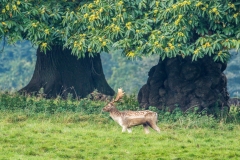 Fallow Deer at Studley Royal Fallow Deer at Studley Royal