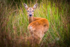Roe Deer, Lymington-Keyhaven Nature Reserve Roe Deer, Lymington-Keyhaven Nature Reserve