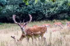 Fallow Deer, New Forest Fallow Deer, New Forest