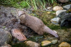 Otter, London Wetlands