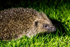 Hedgehog in the garden