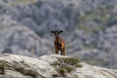 Mallorcan wild goat, Mortitx Mallorcan wild goat, Mortitx