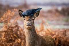 Jackdaw picking ticks off a red deer, Richmond Park