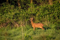Roe deer buck near Hackness