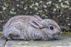Rabbit in the garden