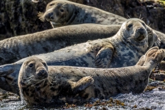 Seals in Northumberland