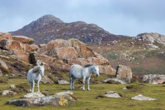 St David's Head wild horses, Pembrokeshire St David's Head wild horses, Pembrokeshire