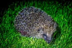 Hedgehog in the garden